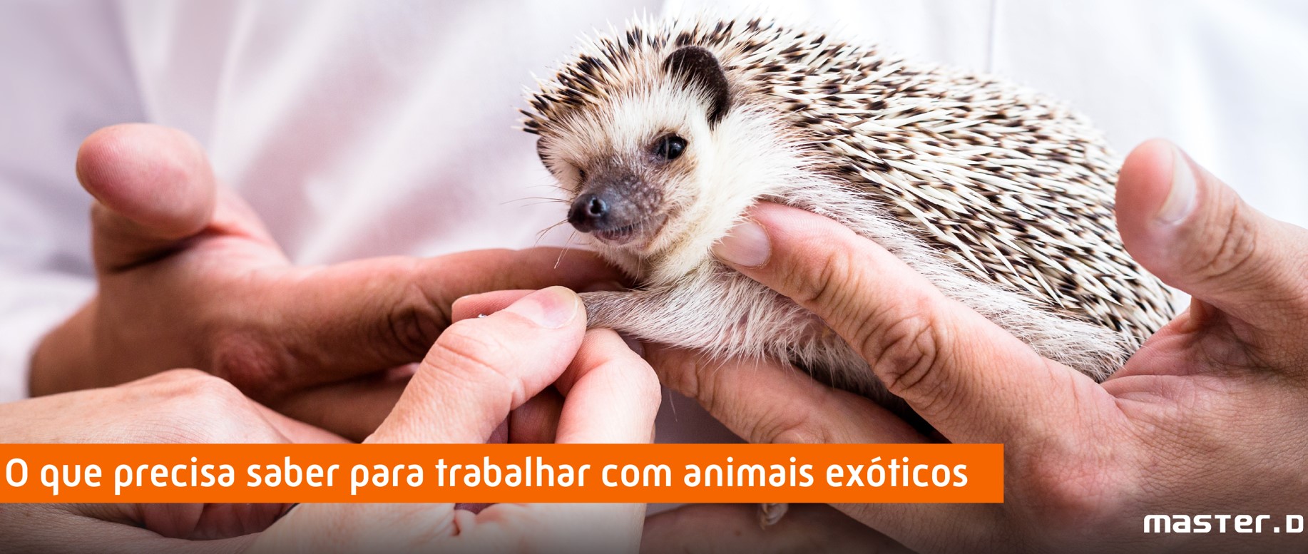 animal exótico 