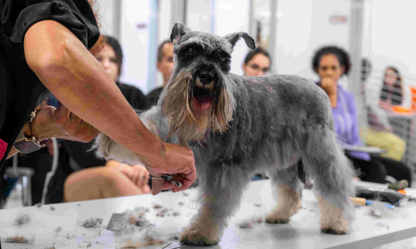 Tosquia de Cães