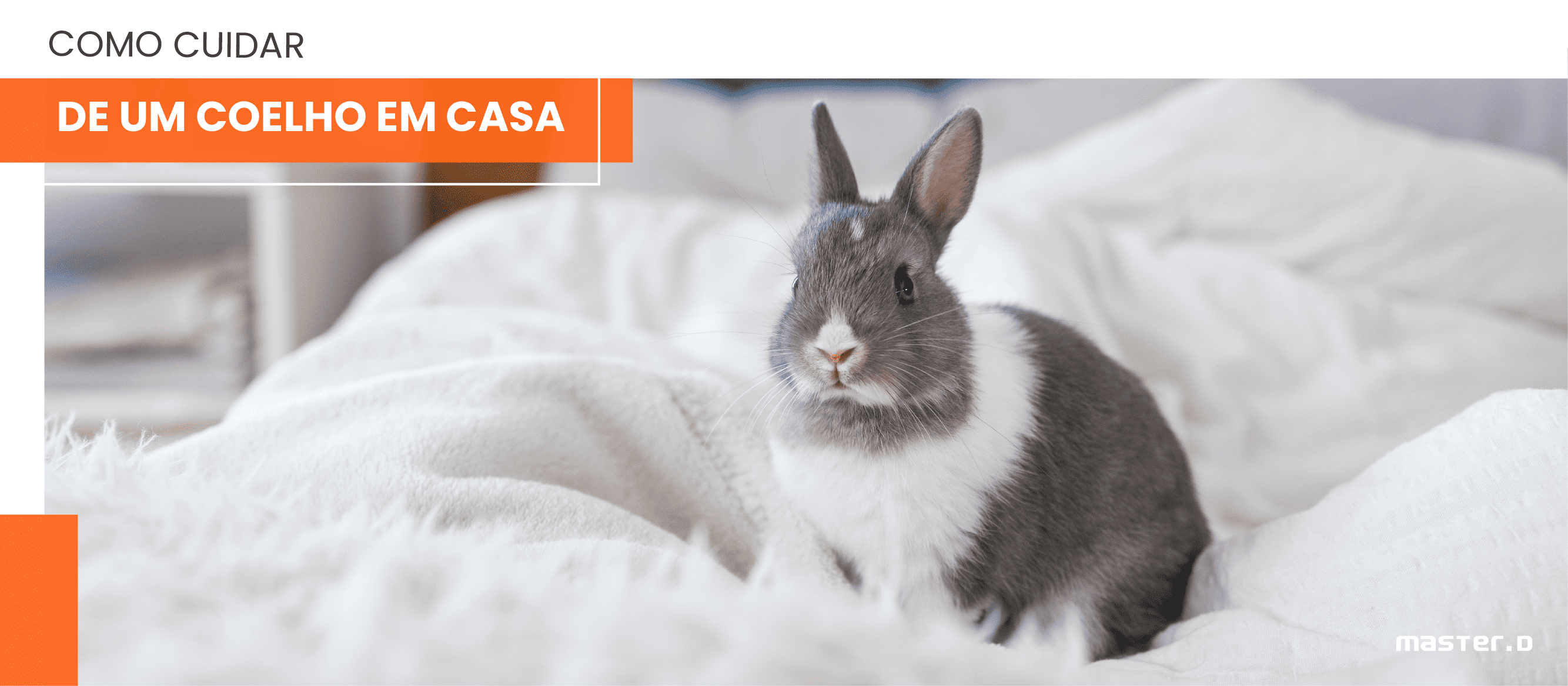 Como cuidar de um coelho em casa