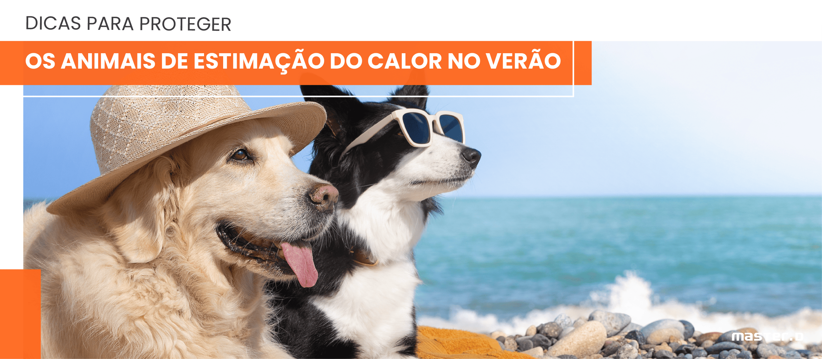 Dicas para proteger os animais de estimação do calor no Verão