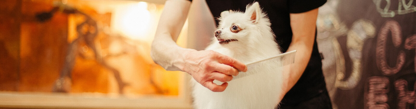 Curso de Auxiliar de Veterinária com especialização em Tosquia e Grooming