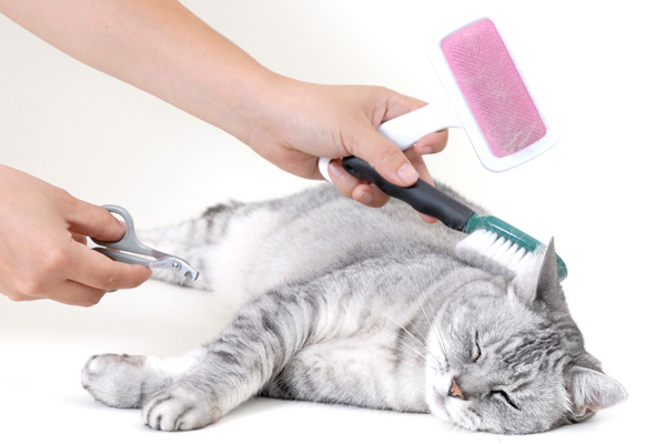 Escovagem de gato
