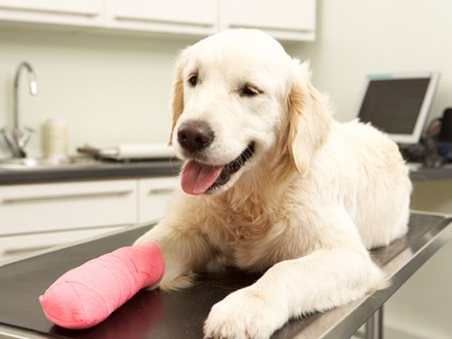 Cão com a pata ligada deitado numa clínica veterinária