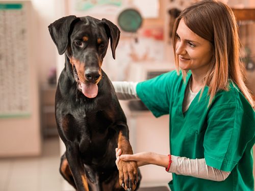 cão a receber cuidados por parte de uma veterinária