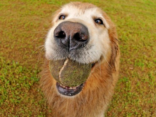 cão a olhar na relva com uma bola de ténis na boca