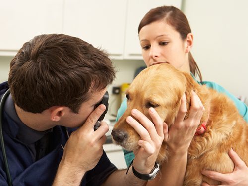 cão a ser examinado no veterinário