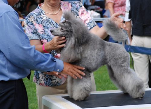 Cão de raça poodle a ser avaliado numa exposição canina