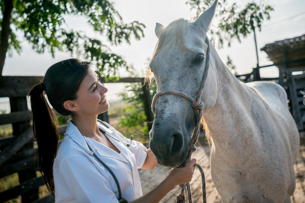 O curso de Auxiliar de Veterinária de Equinos prepara os formandos para trabalharem directamente com cavalos