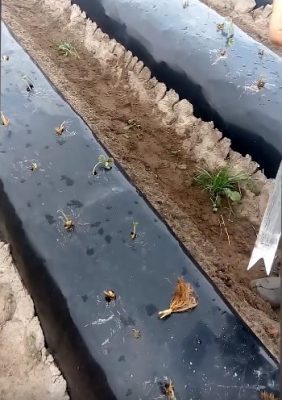 plantar um morangueiro