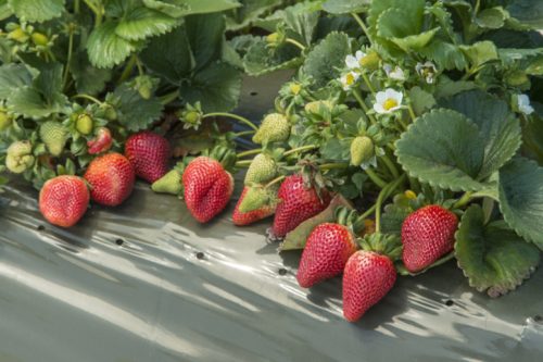 Como Plantar um Morangueiro - Master D Formação Gestão Agrícola