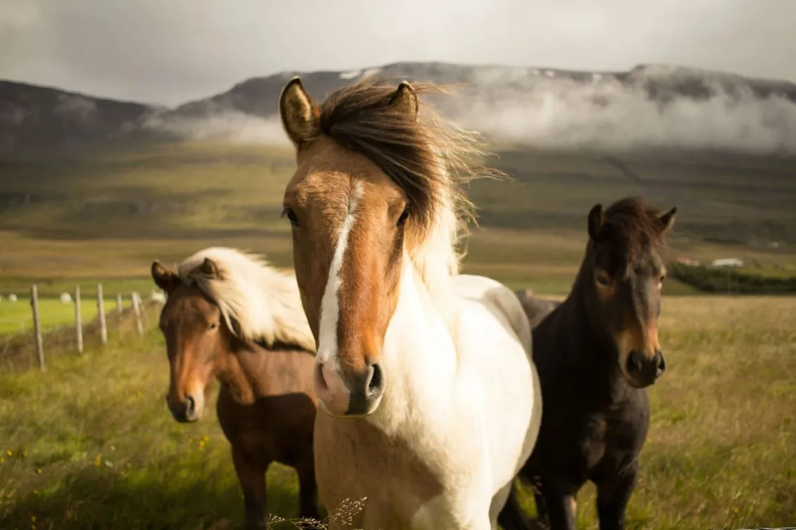 ¿Qué estudiar sobre caballos?