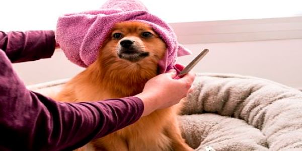 Empleo peluquera canina