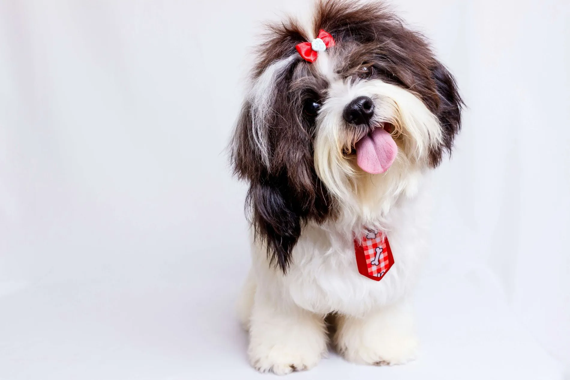 formarse para trabajar en una peluquería canina