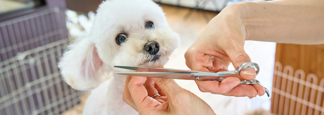 Cuidados Higiénicos y Estéticos de Animales de Compañía