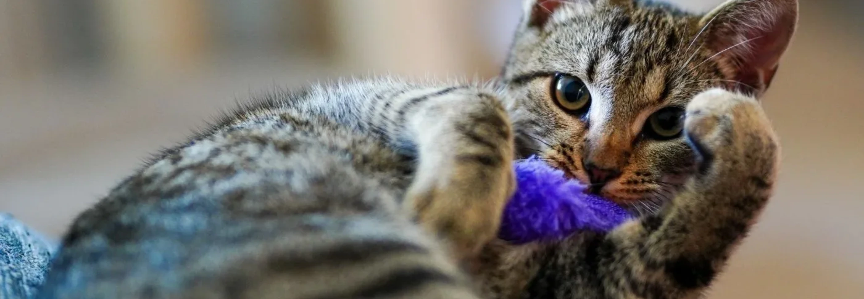 Etología Felina