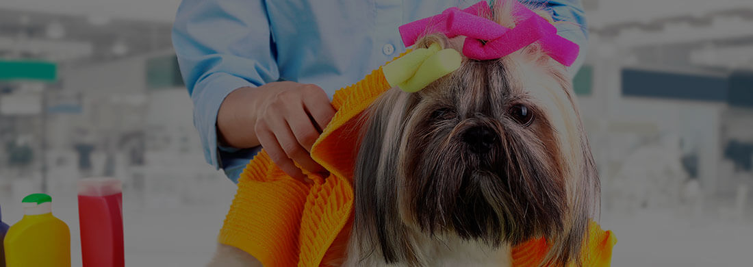 Curso Peluquería Canina