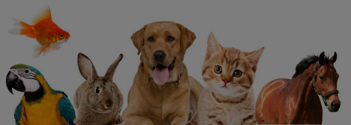 Máster Asistencia Veterinaria