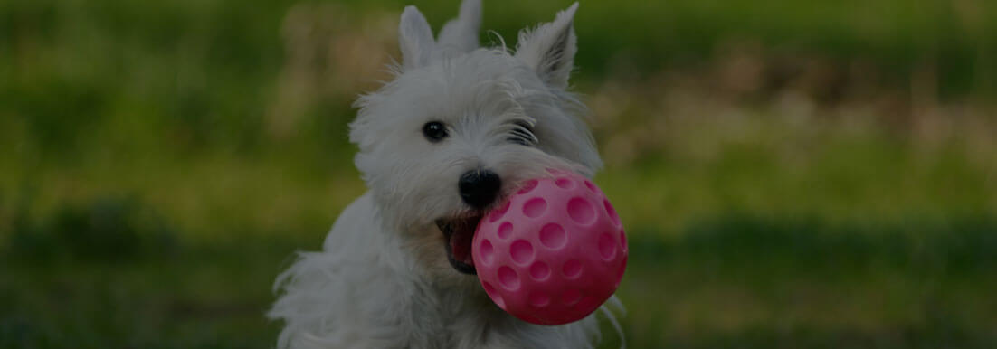 Curso Adiestrador Canino