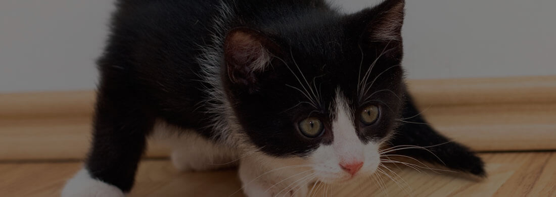Curso Rehabilitación Canina y Felina