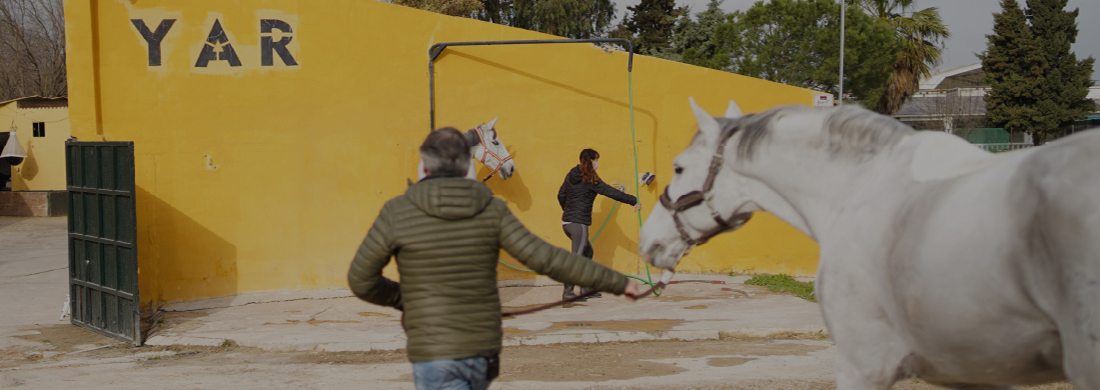 Curso Cuidados y Manejo del Caballo