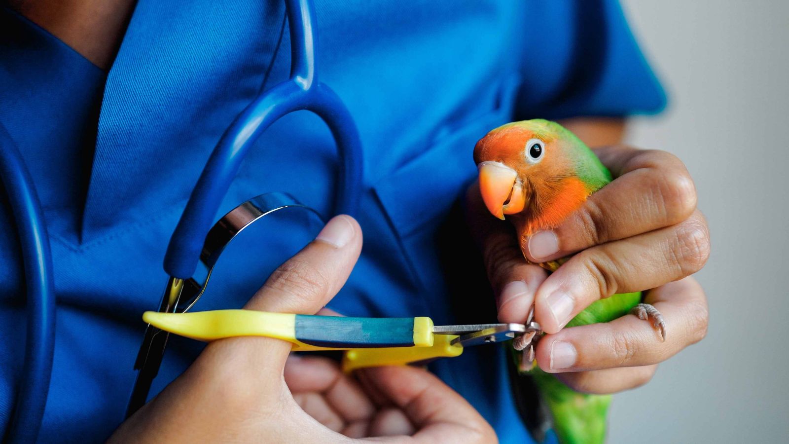 Curso de Tratador de Animais Exóticos