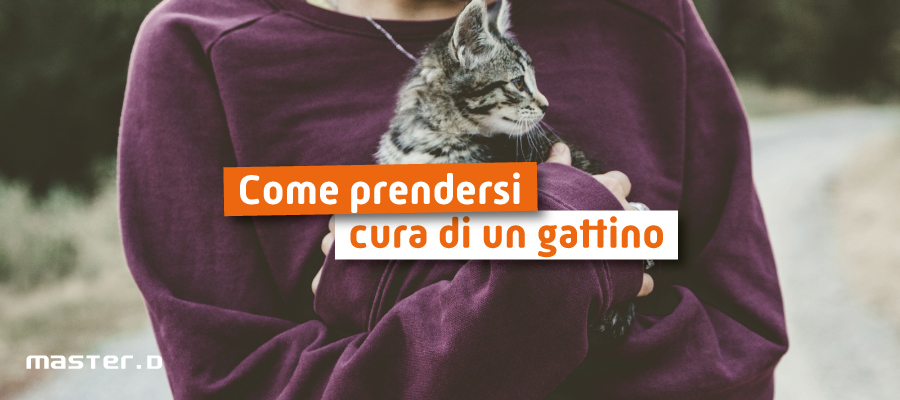 accogliere un gattino in casa