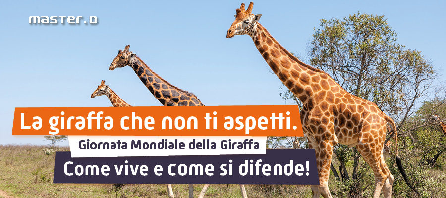 La giraffa, come vive e come si difende