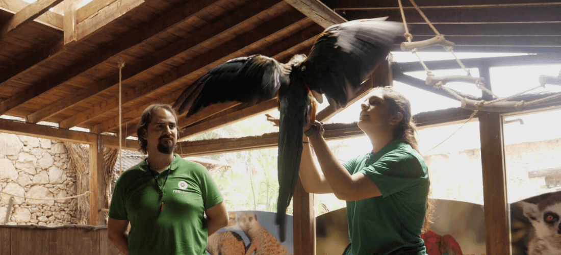 Assistente veterinario e cura degli animali  dello zoo