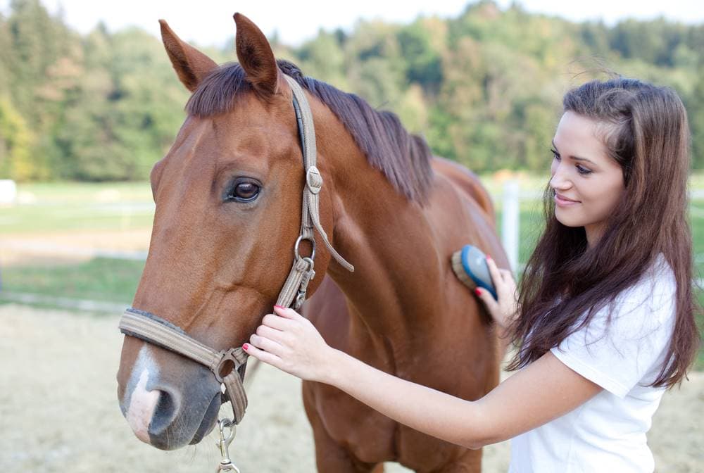 Cursos de caballos: trabaja en el mundo equino