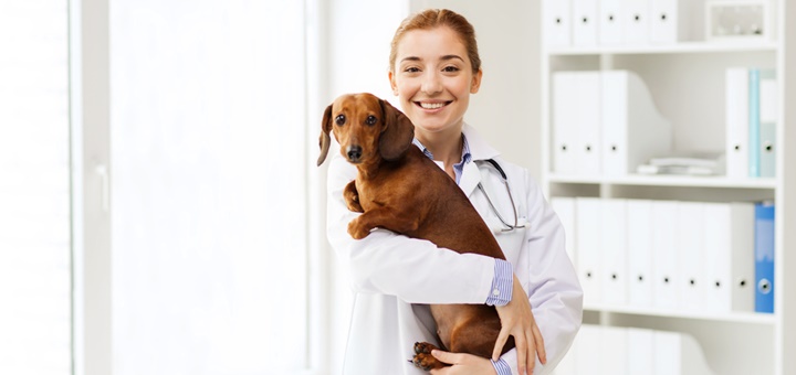 Guía completa para ser Auxiliar Veterinario y otras profesiones con animales