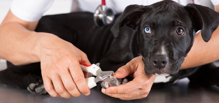 Revisión para mascota con vacunas  Clínica veterinaria Vetmar  Groupon