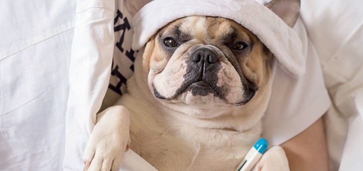 Fiebre en perros: Síntomas, causas y remedios class