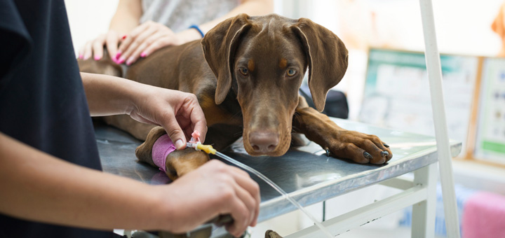 La Trombocitopenia en los perros: ¿en qué consiste?