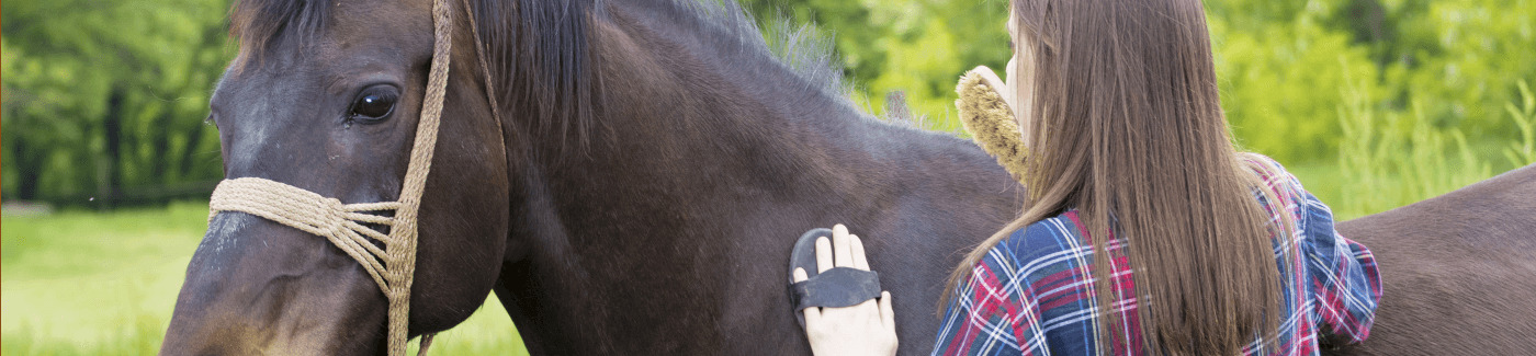 Curso de Cuidador de Caballos