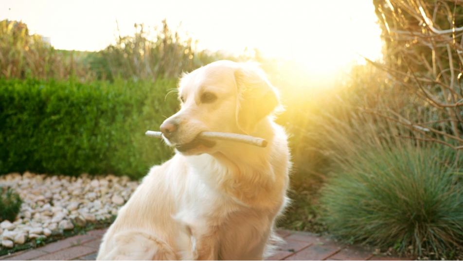 cane durante un percorso di addestramento