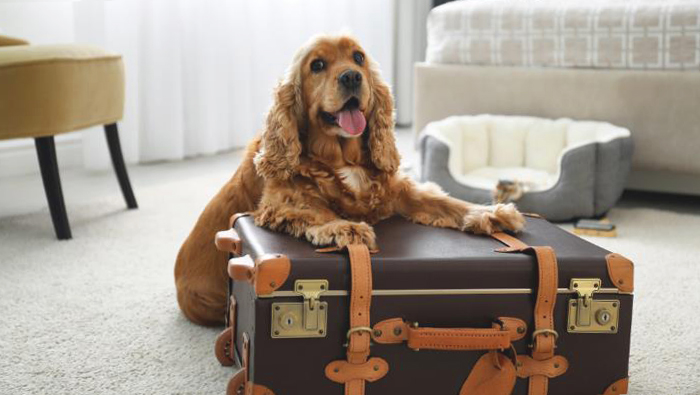 turismo pet friendly, cane in hotel