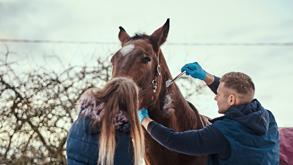 Assistente veterinario mentre supporta una visita veterinaria su un cavallo