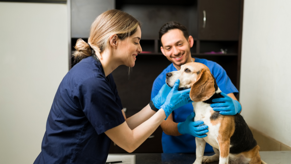 Assistente veterinario durante la visita di un cane in ambulatorio