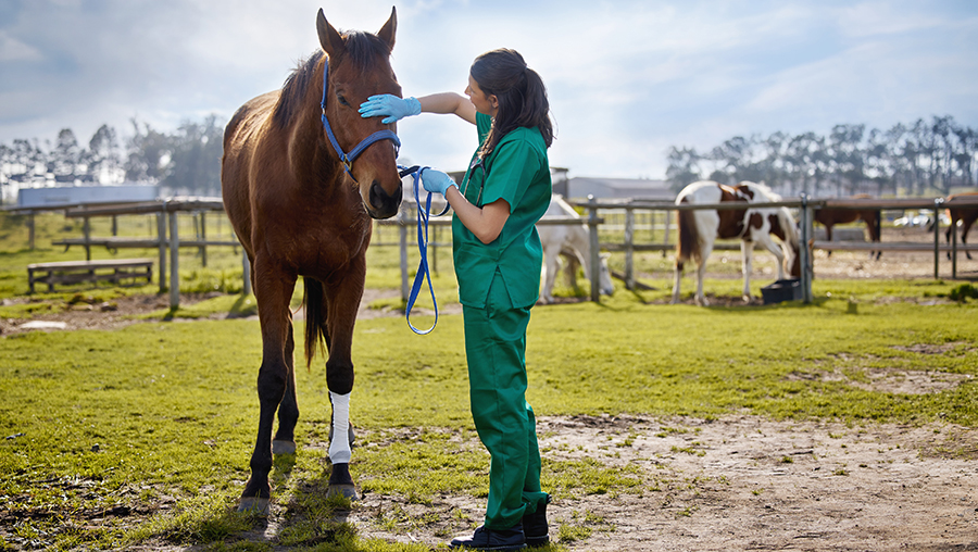 veterinario cavalli cosa fa