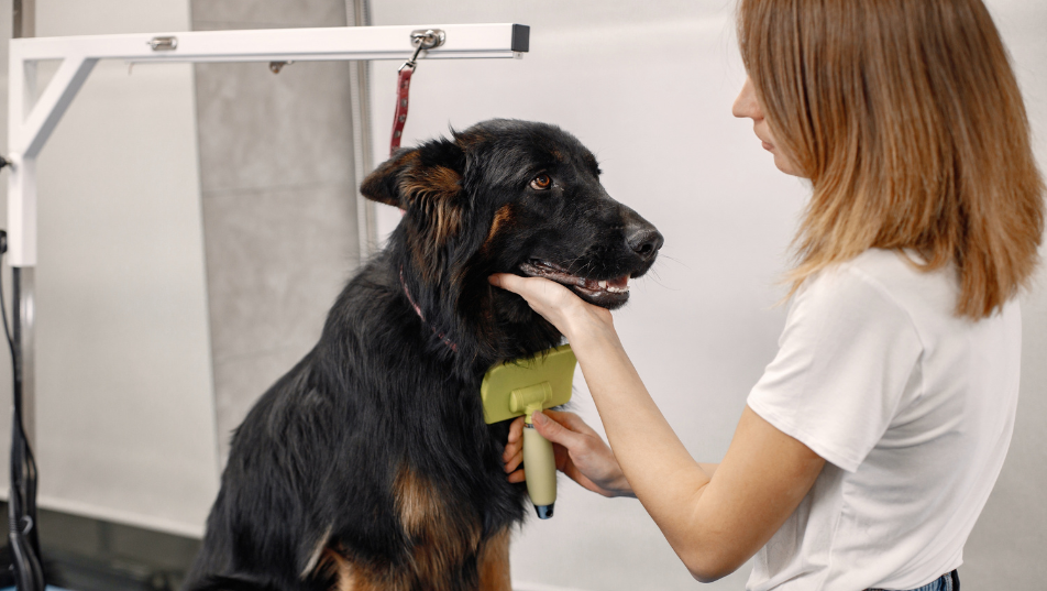 Toelettatore durante l'attività di cura del pelo
