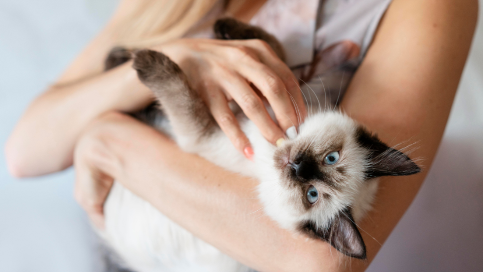 Cura e benessere degli animali nel settore Animal Care.