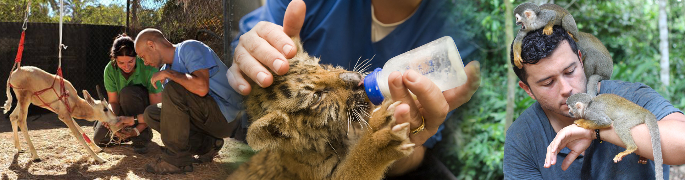 Corso Avanzato di Assistente Veterinario Generale, Equestre e dello Zoo