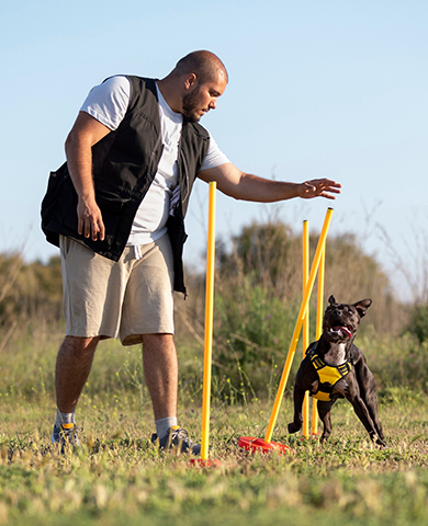 Relazione tra persona e cane