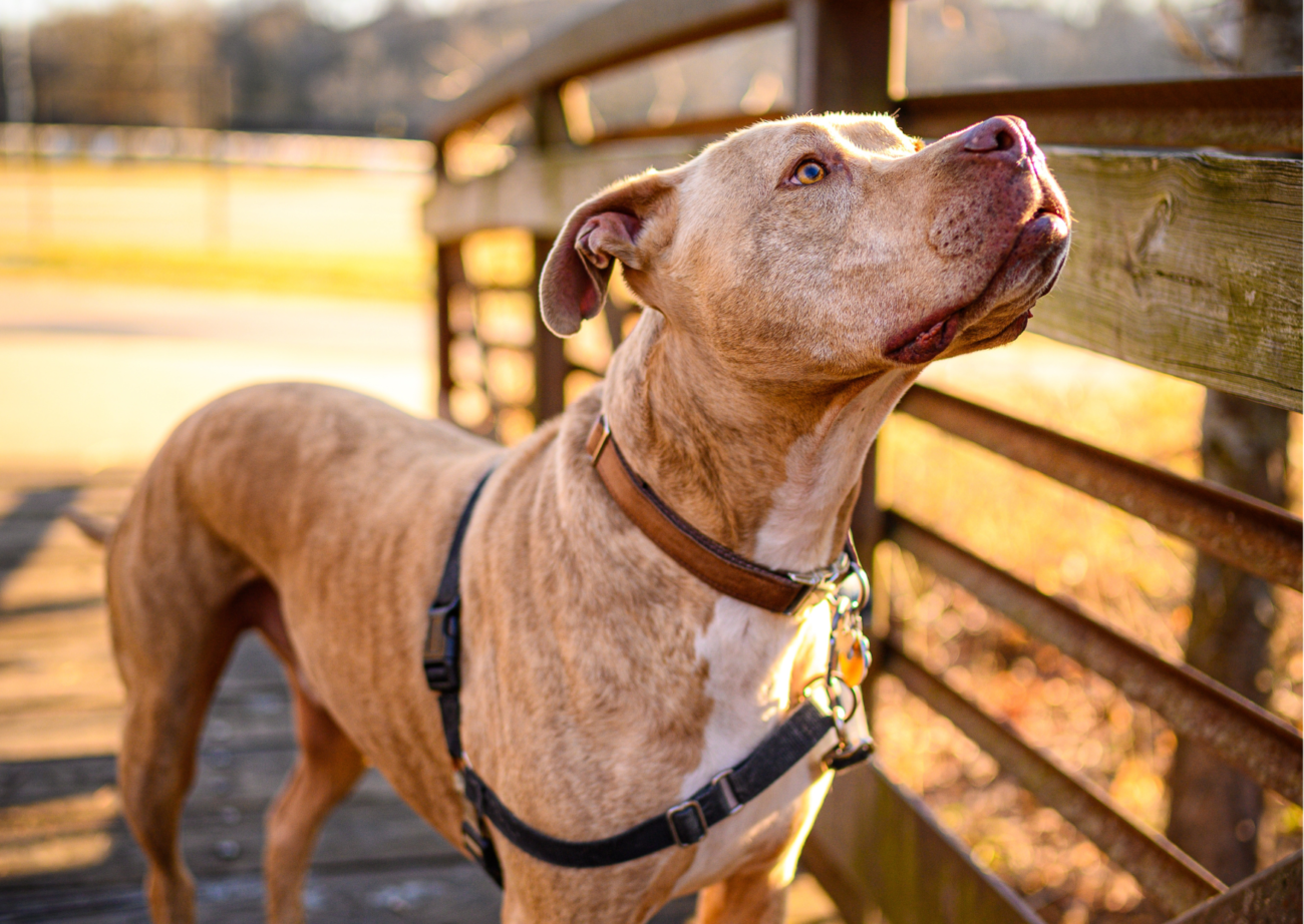 Come addestrare un pitbull? 6 suggerimenti dal Magazine CEF