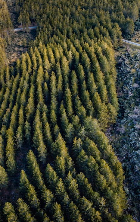 Oposiciones Agente Forestal de Madrid