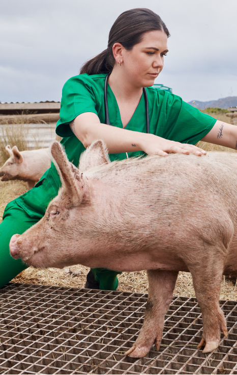 Curso Gestión y Asistencia Sanitaria Animal