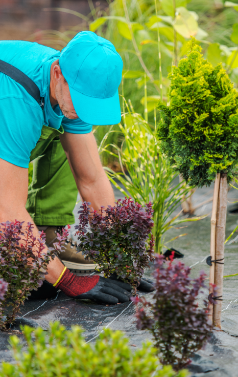 Curso Jardinería y Paisajismo