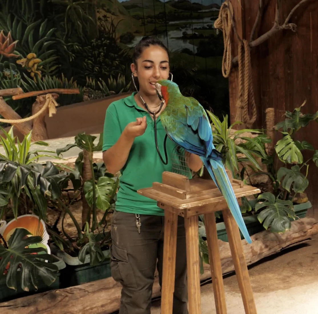 Cursos de Zoo
