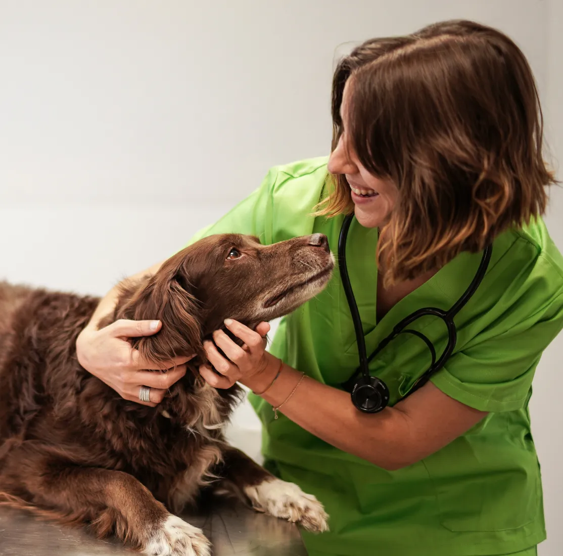 Cursos de Perros
