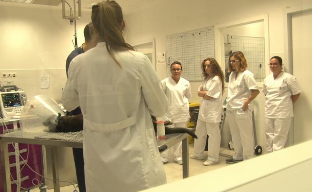 Opiniones Veterinaria-Jornadas Hospital Veterinario de la Universidad Católica de Valencia